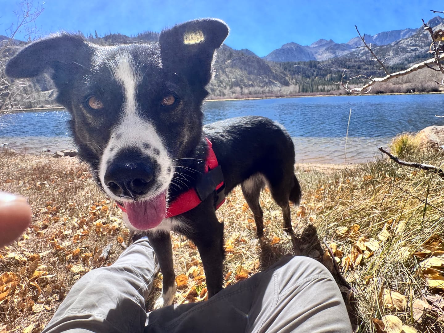 Customer photo review of No-Pull Harness [Free Today]