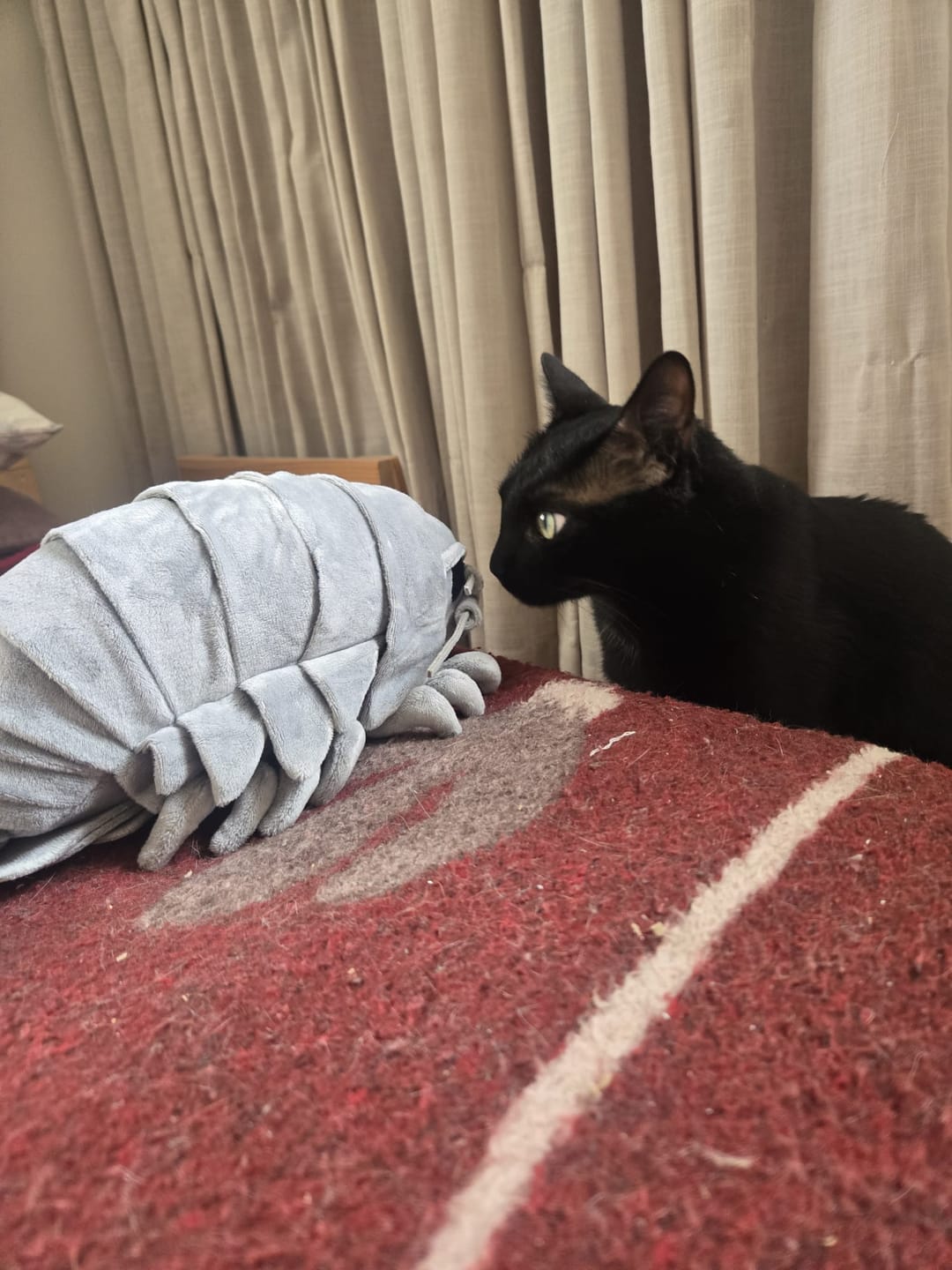 Customer photo review of Giant Isopod Soft Stuffed Plush Toy