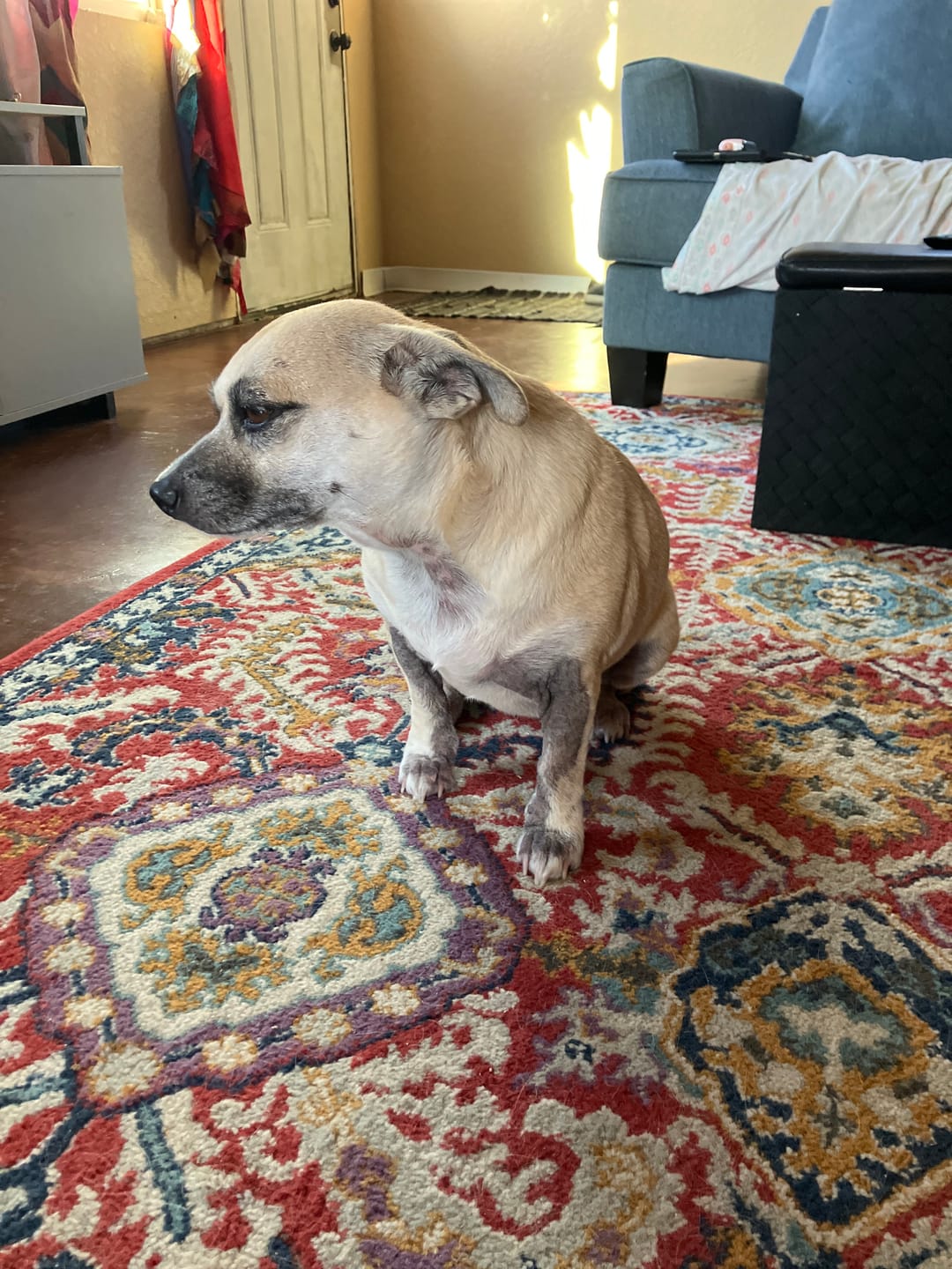 Customer photo review of K9 Soothe™