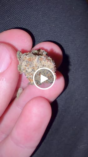 Customer video review of THC-A 36% Flower Granddaddy Purple