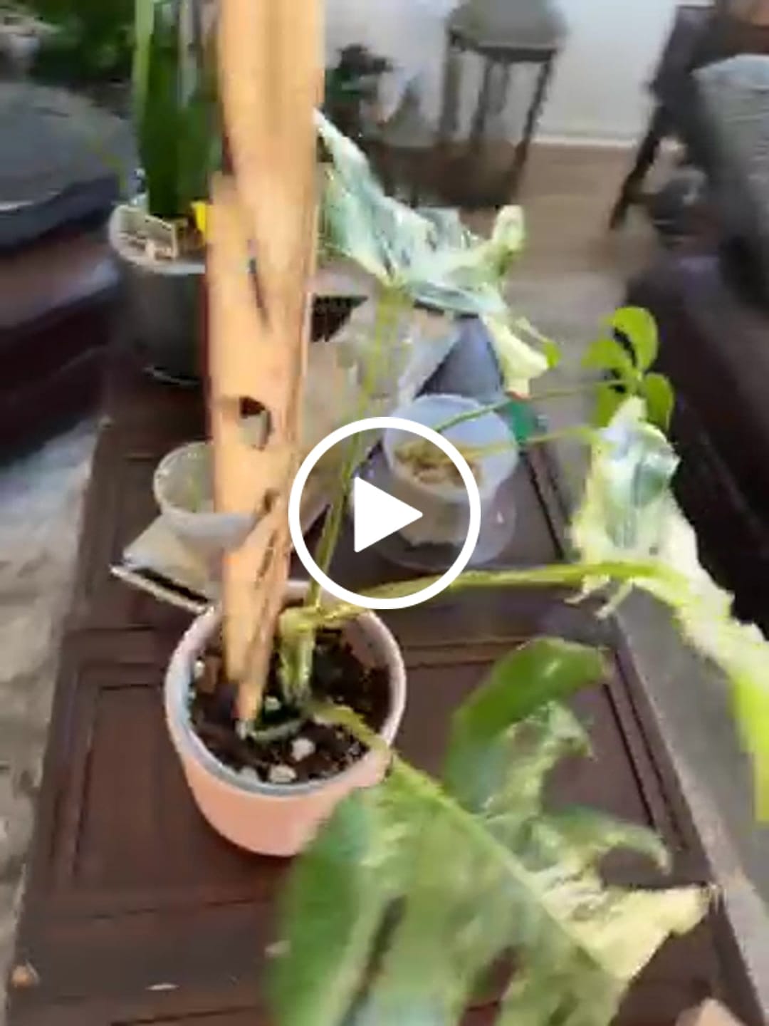 Customer video review of Monstrella - Plant trellis inspired by the Monstera Leaf