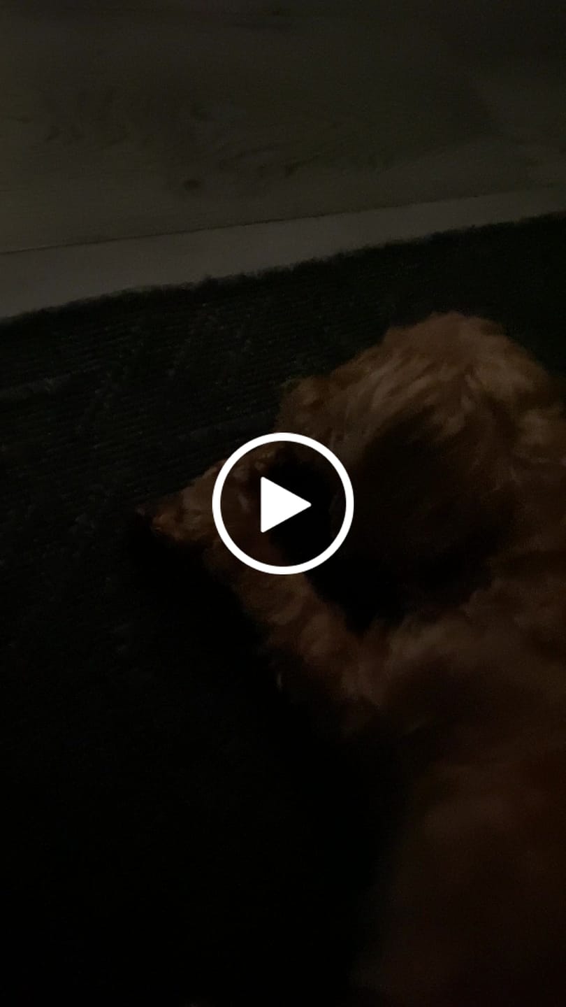 Customer video review of Ostrich Foot Bone (7" x 3.5"): The Flavorful & Long-Lasting Chew for Small to Medium Dogs