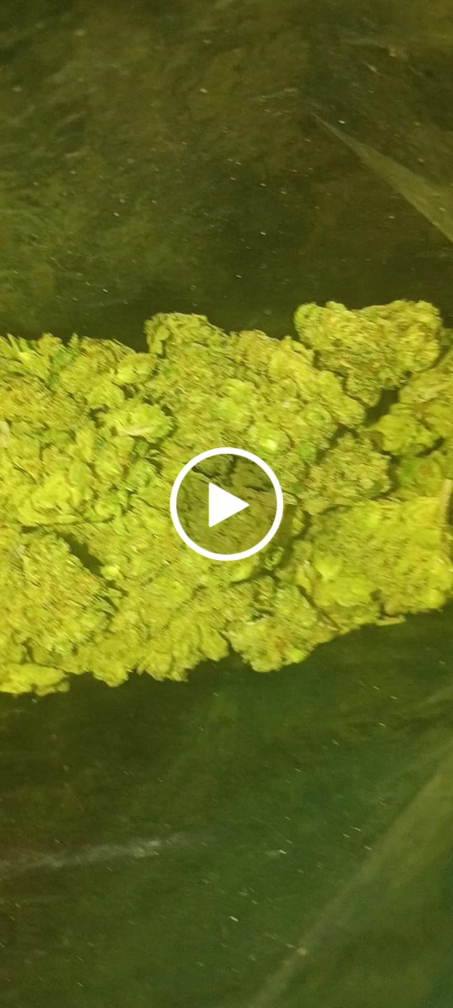Customer video review of Tropicana Cherry THCA Smalls