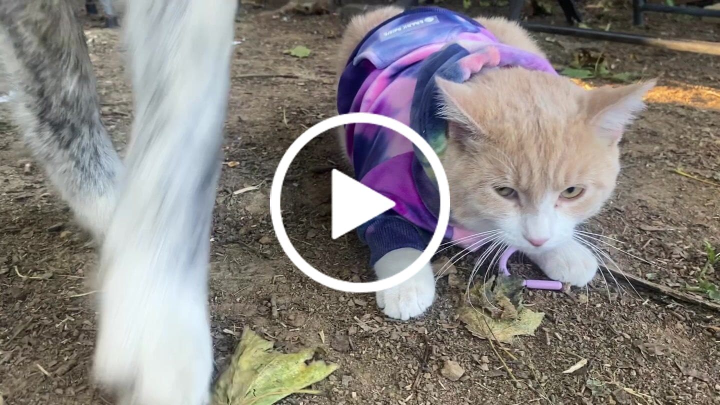 Customer video review of Velvet Dog Hoodie - Berry Lemonade