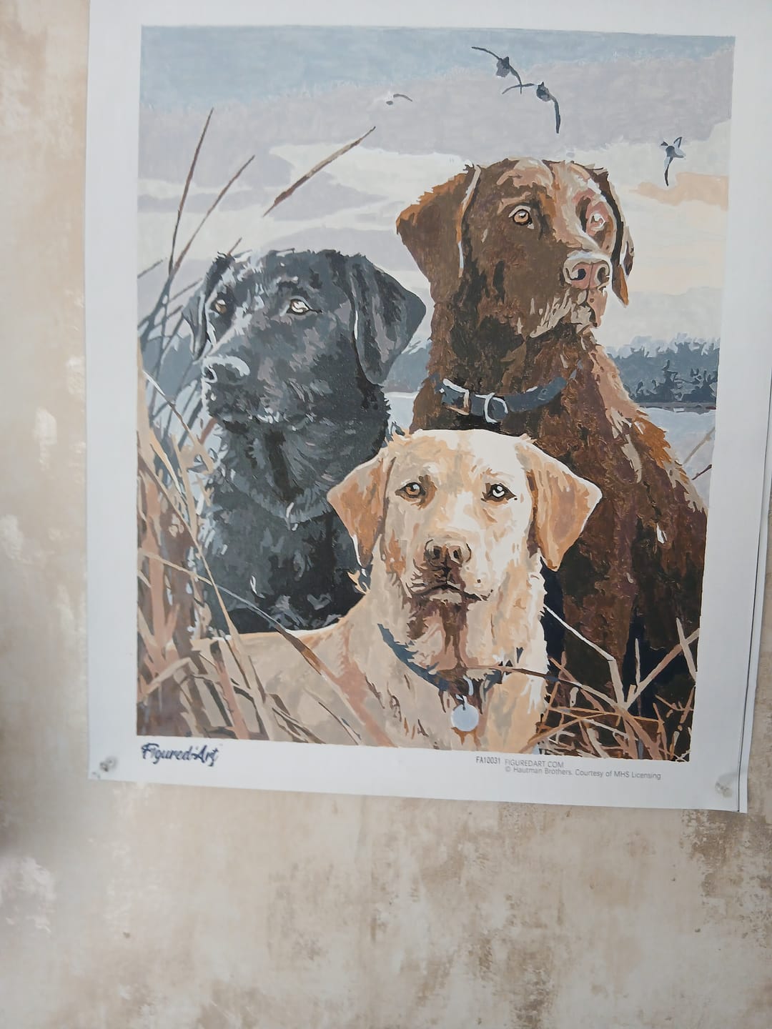 Customer photo review of Trio de Labrador