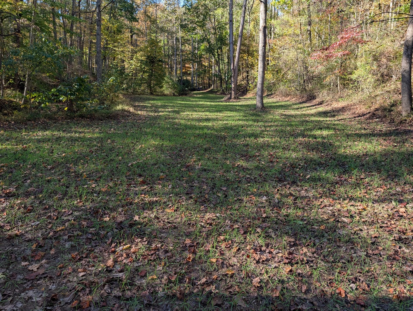 Customer photo review of Winter Rye Food Plot Seed