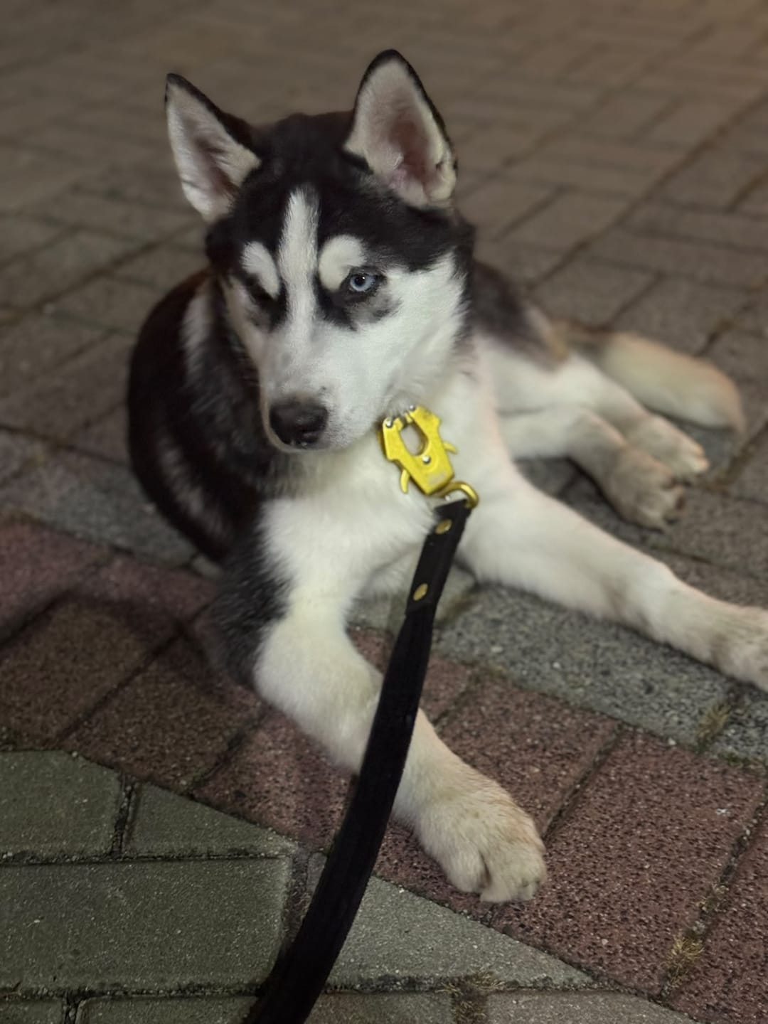 Customer photo review of Smycz nylonowa Walk Leash – Golden Edition Czarna