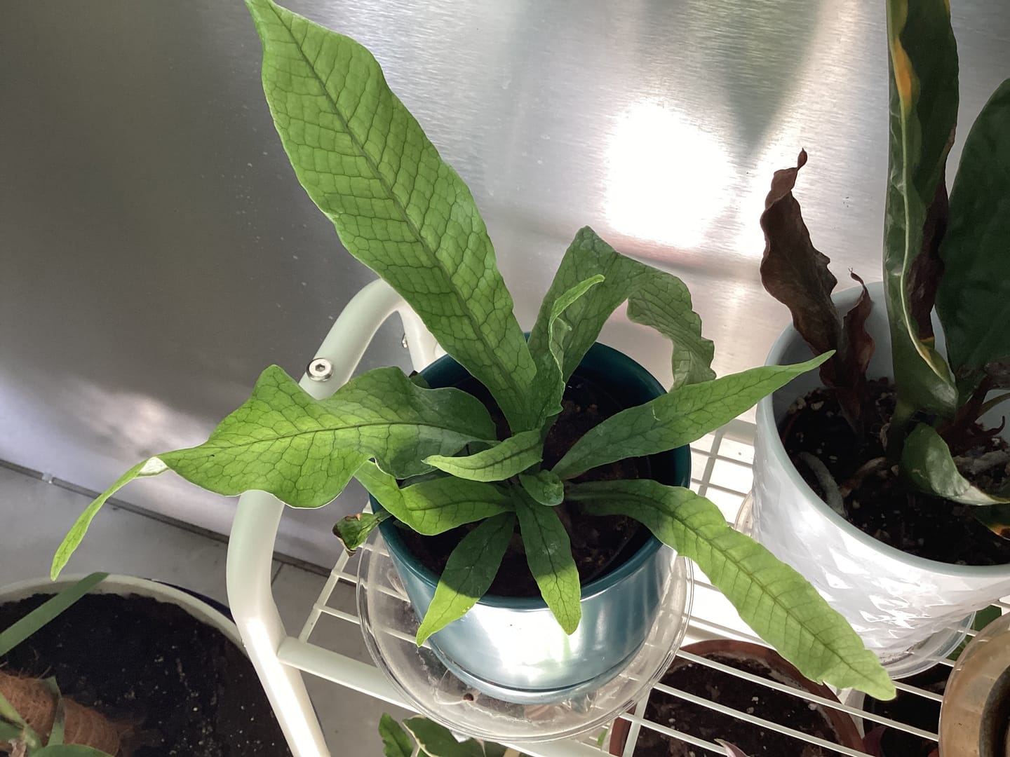 Customer photo review of Fern Microsorum musifolium 'Crocodyllus' "Crocodile"
