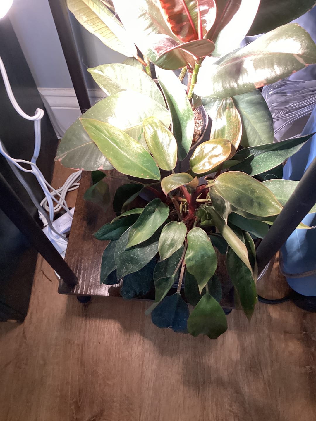 Customer photo review of Philodendron 'Red Congo Mini'