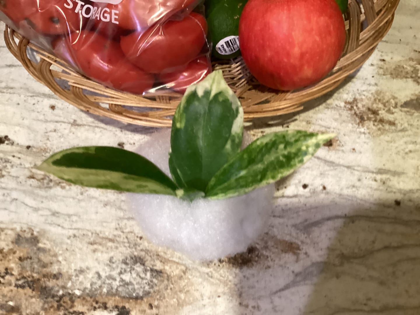 Customer photo review of Hoya incrassata 'Eclipse'
