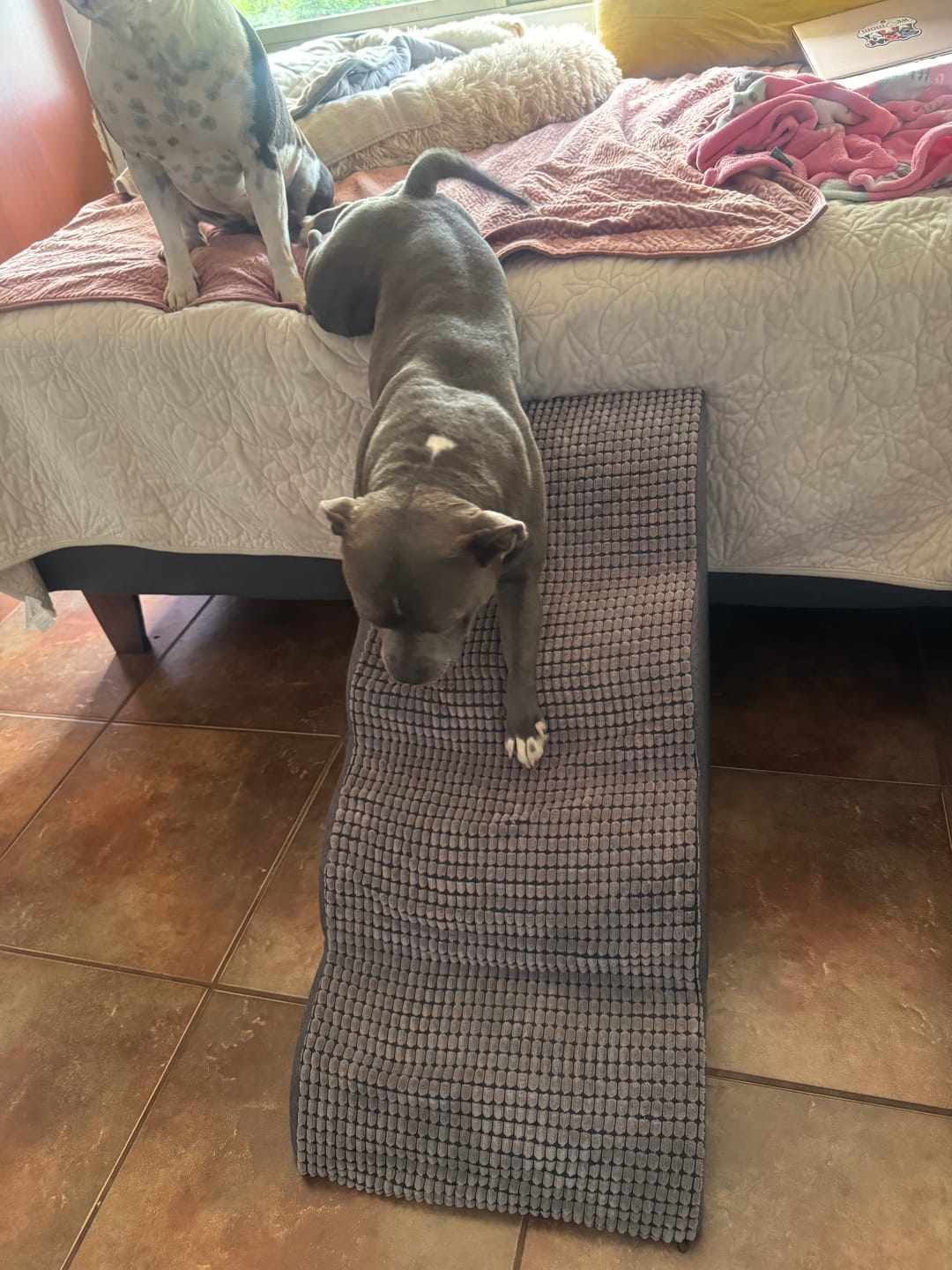 Customer photo review of Rampa Pendiente Suave THE DOGS