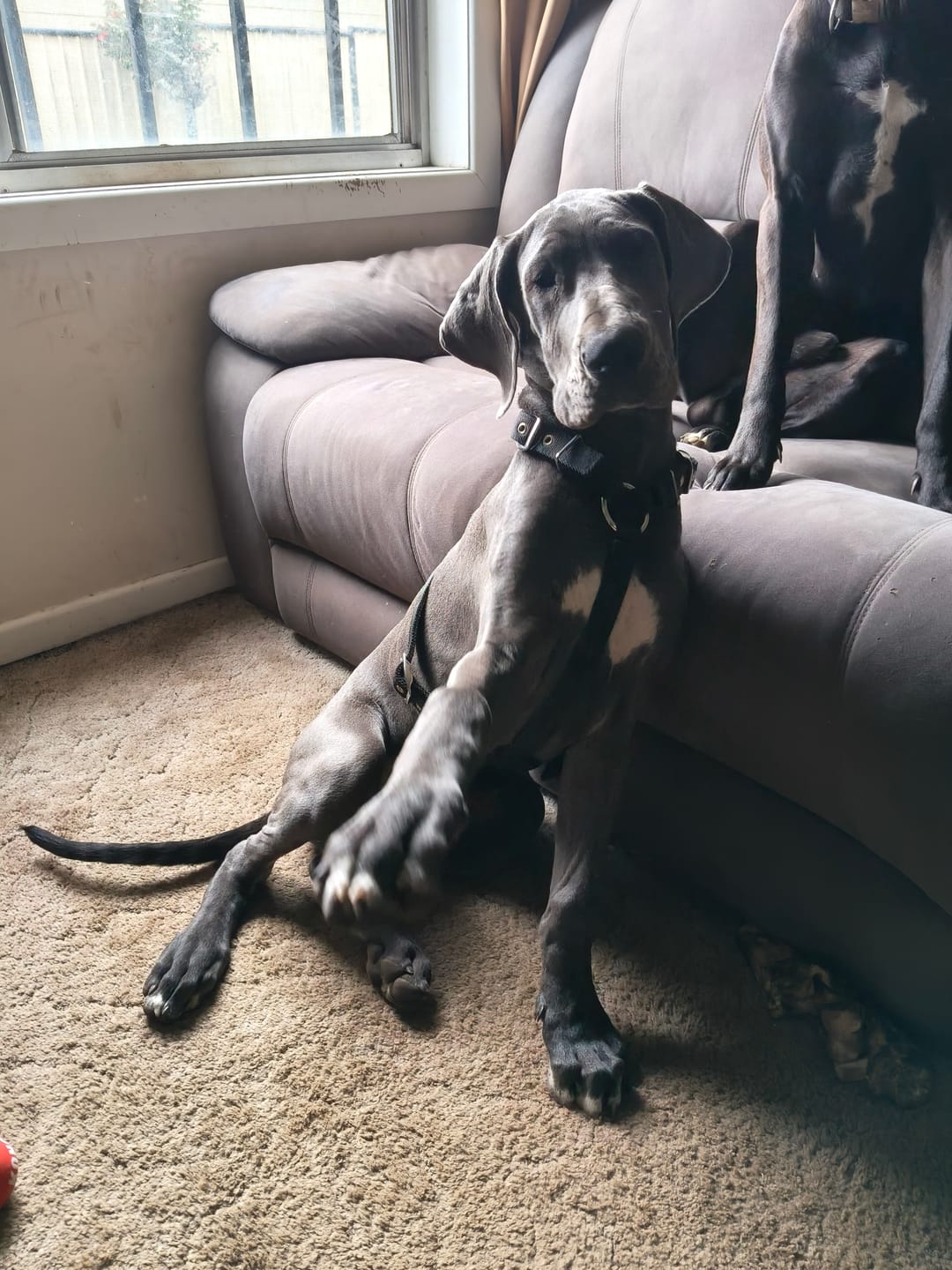 Customer photo review of SUPATUFF® Strong Dog Harness Black (Slim Fit)