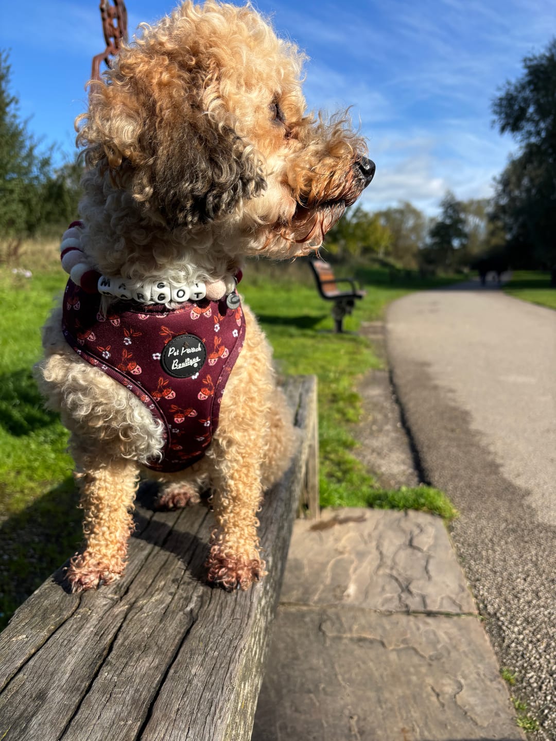 Customer photo review of Alphabet Pom Pom Collar