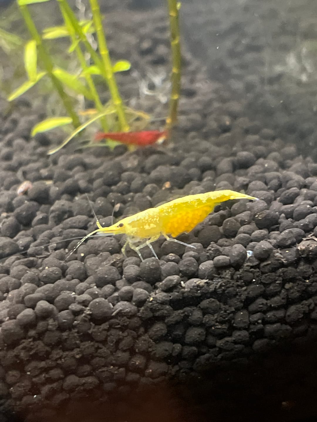 Customer photo review of Neocaridina Skittles Shrimp Pack – Assorted Freshwater Colors