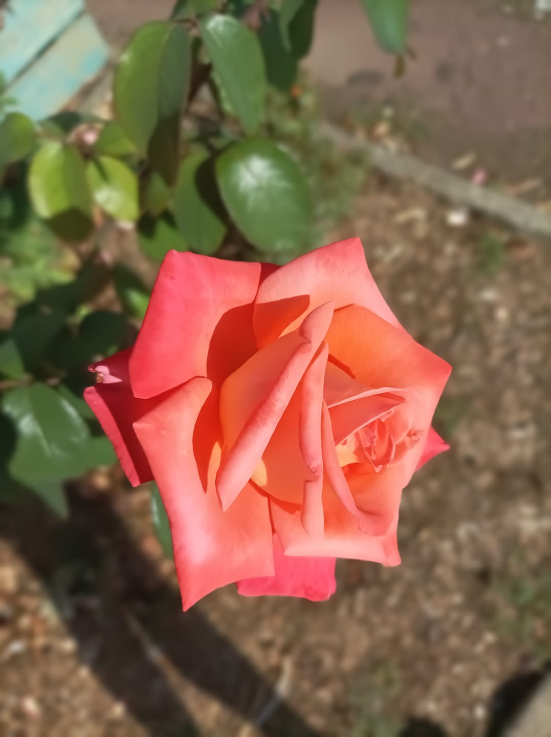 Customer photo review of Broderie Diamant - Petit Renard