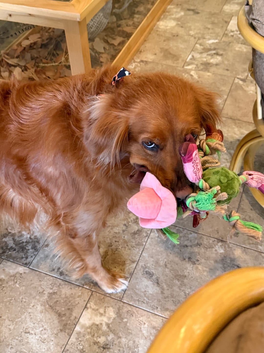 Customer photo review of Lasso Lassie Pickle Dog Toy