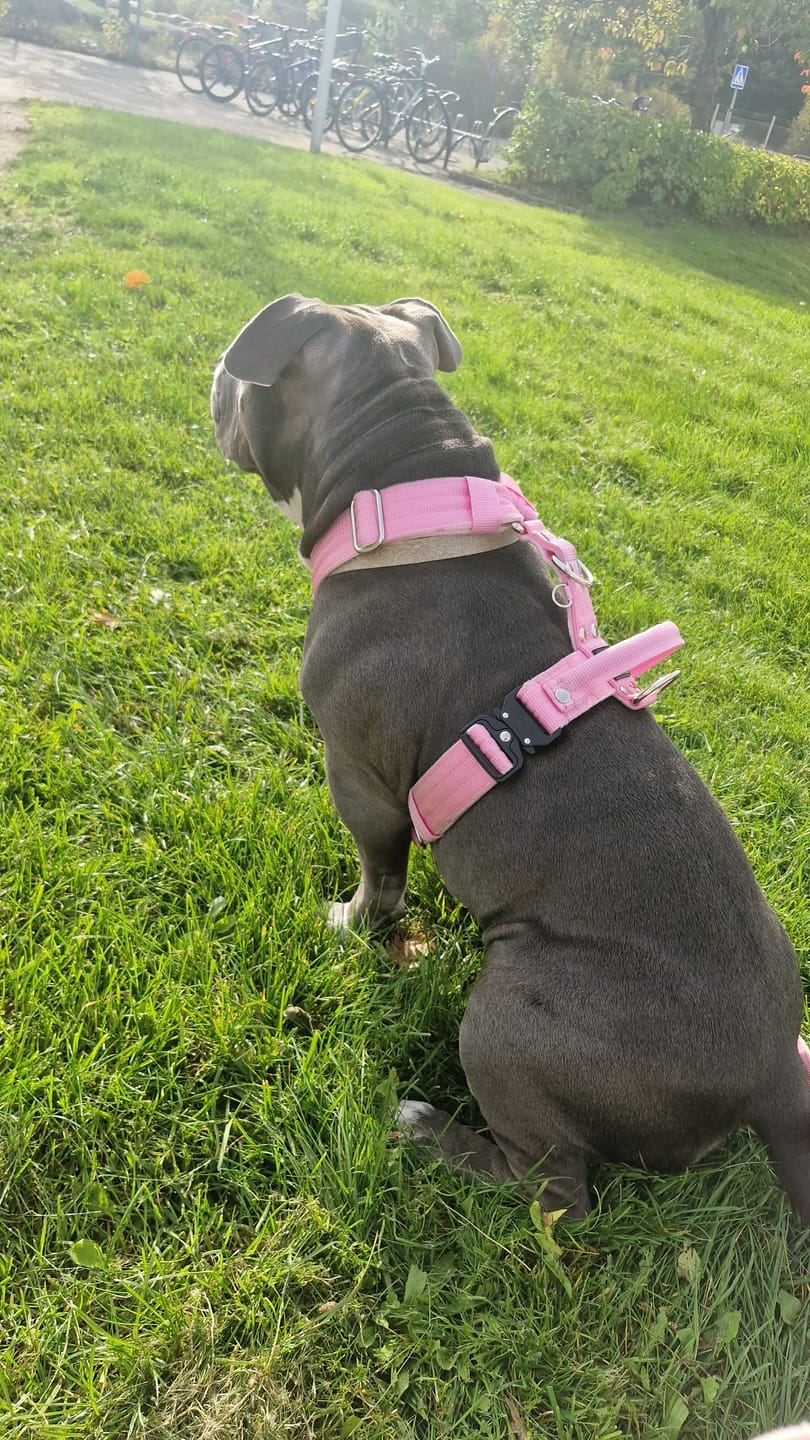 Customer photo review of Easy Walk Extreme Baby Pink - Sele med snabbspänne