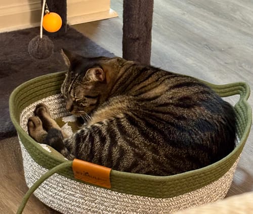 Customer's striped cat sleeping curled up inside an Instinct Basket.