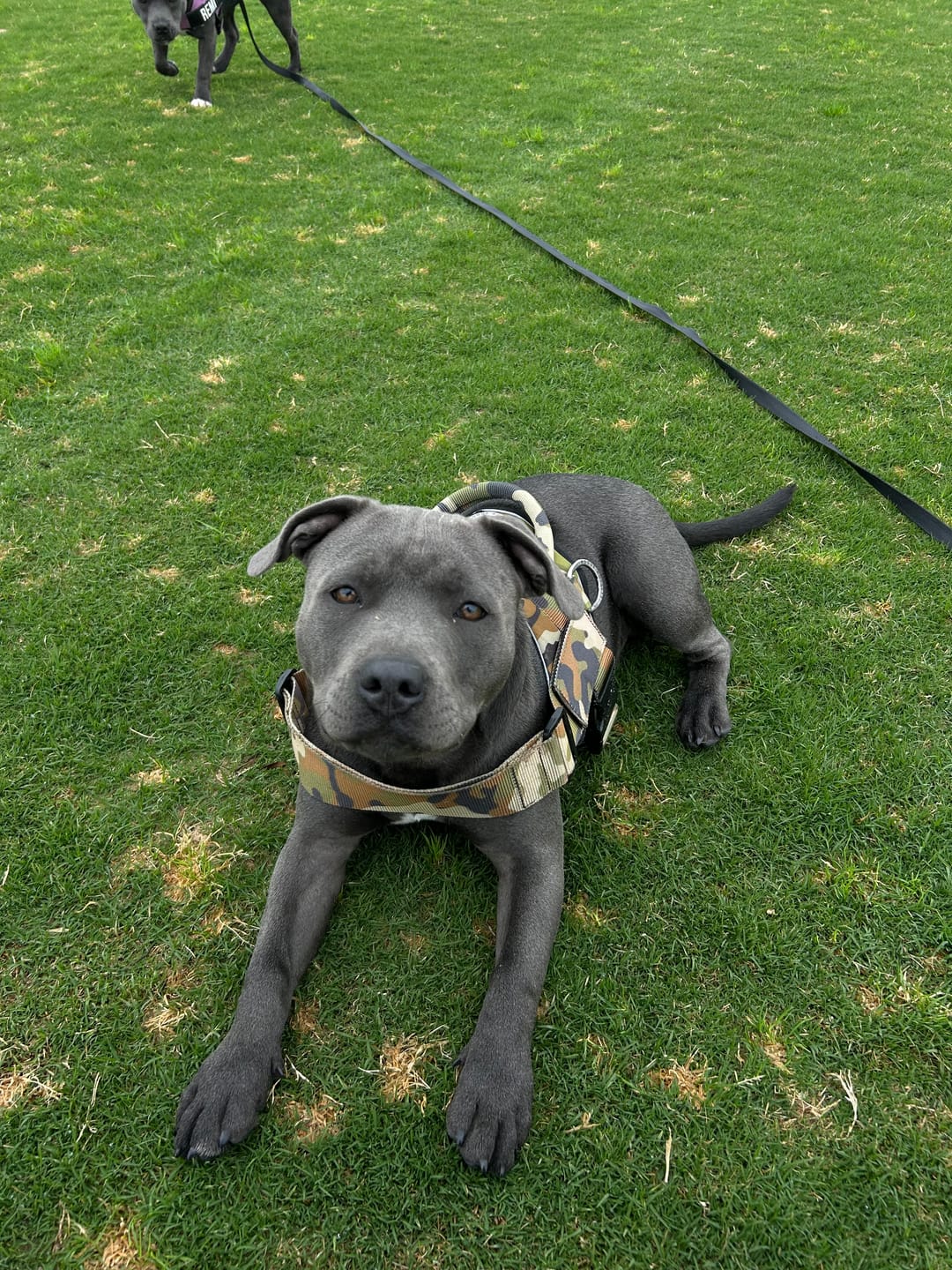 Customer photo review of Quick Fit Dog Harness - Camouflage