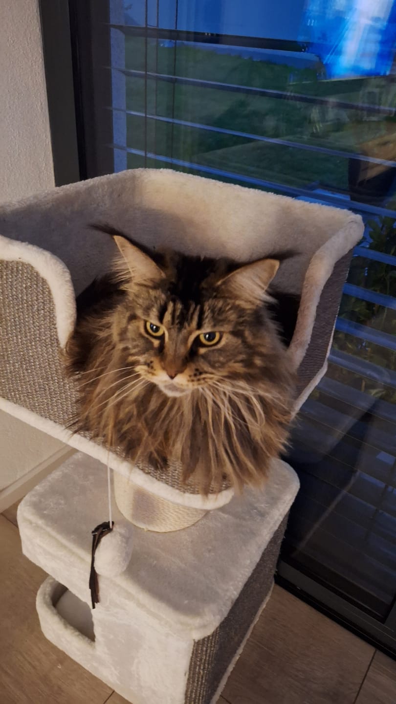Customer photo review of Naturreines Katzenstreu