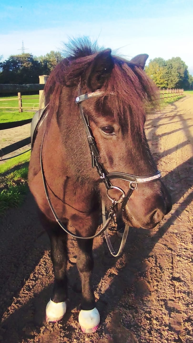 Customer photo review of Epona Anatomische Trense Aurora roségold