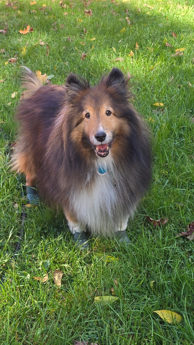 Customer photo review of WagWellies® Mojave