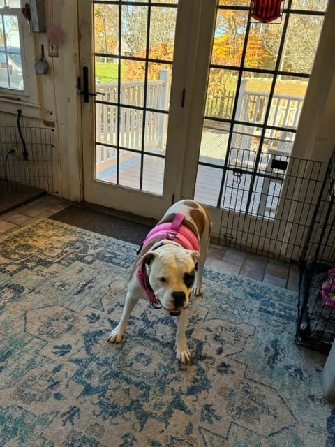 Customer photo review of No Pull Bully Proof Harness