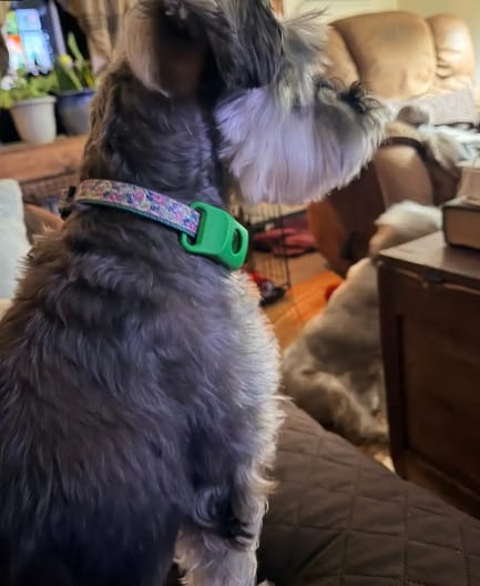 Customer photo review of PawGuardian - 12 Meses Sin Pulgas ni Garrapatas