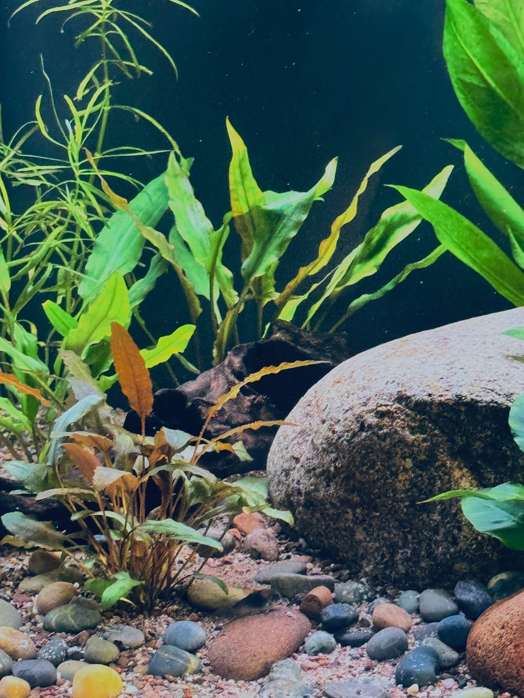 Customer photo review of Cryptocoryne Lutea
