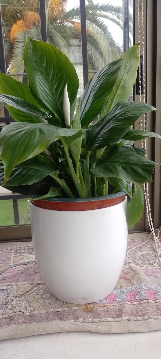 Customer photo review of Sustrato Premium para Plantas de Interior | Aireación y Drenaje Profesional