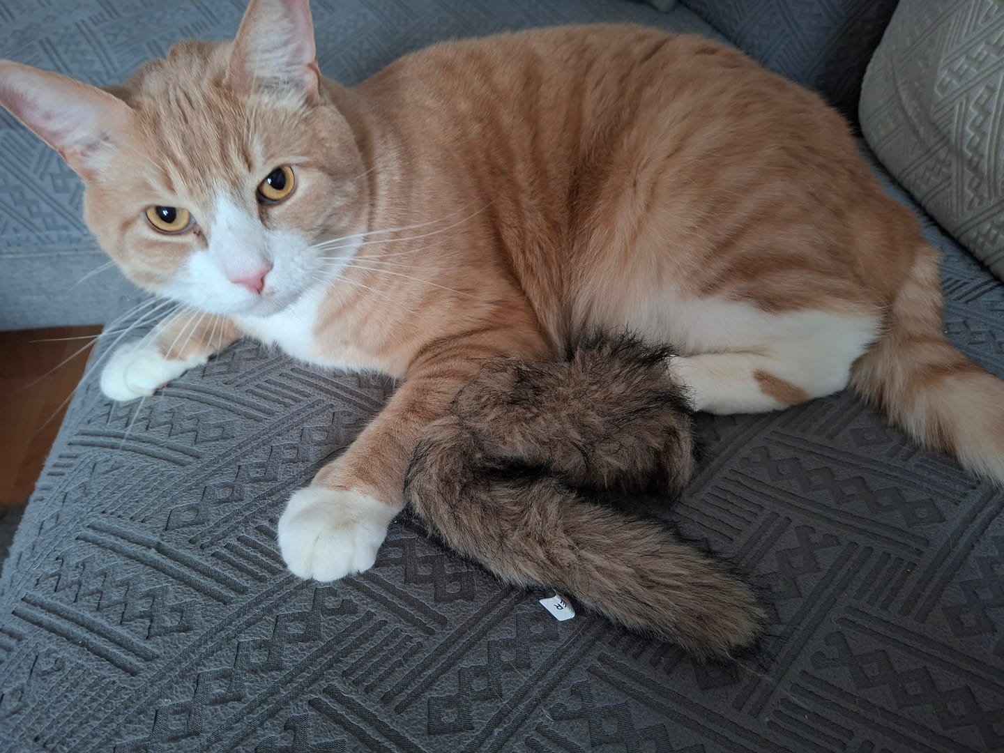 Customer photo review of Katzenstreu 2+1 Aktion