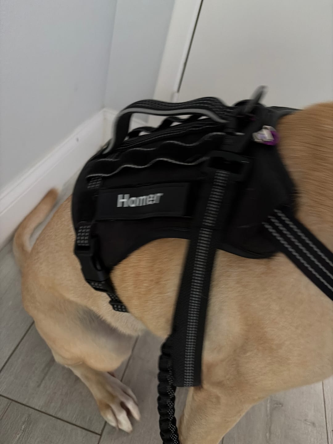 Customer photo review of Custom Hook & Loop Patch For Harness (Printed - 1 Pair)