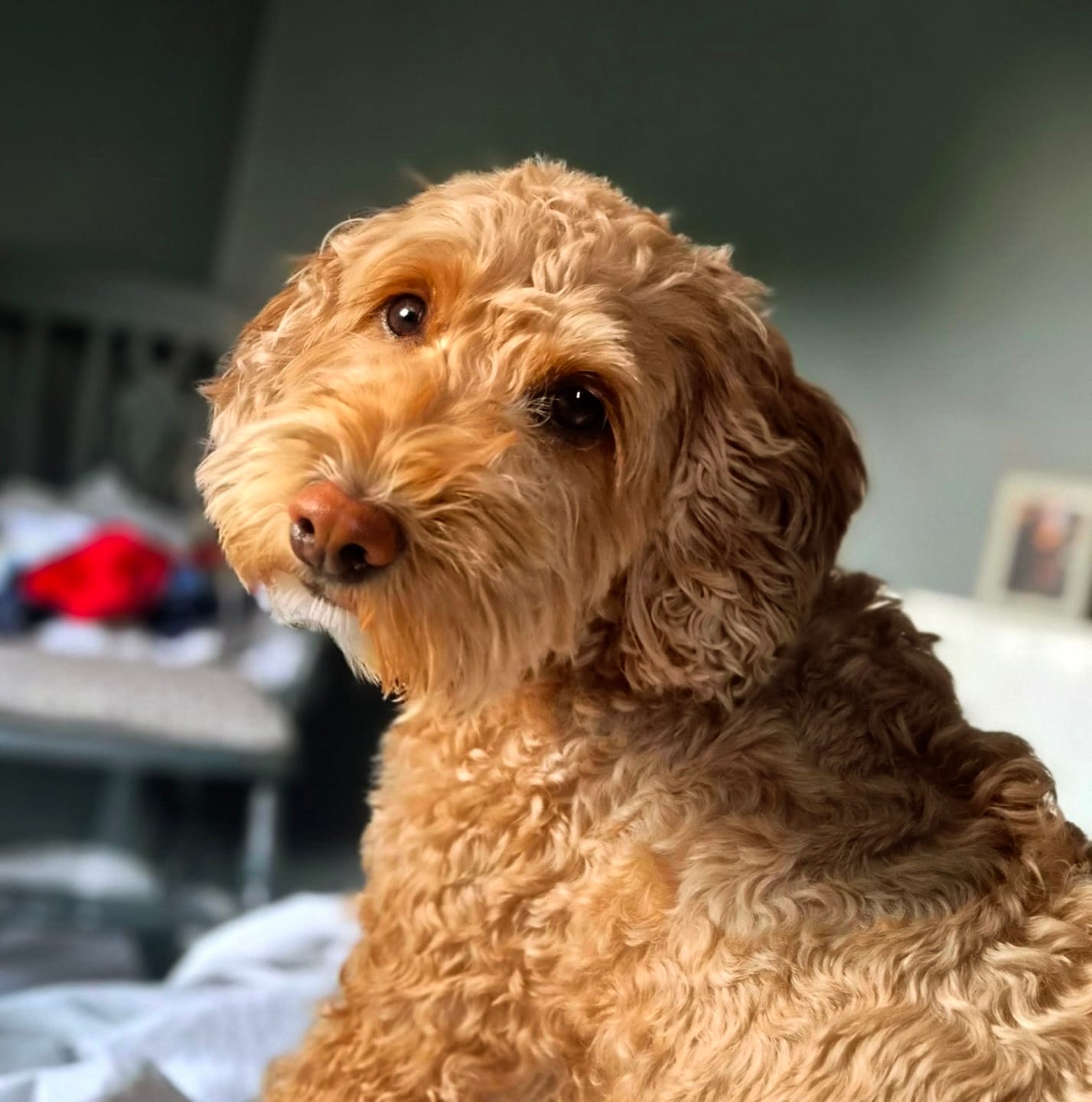Customer photo review of Baby Fresh Dog Cologne