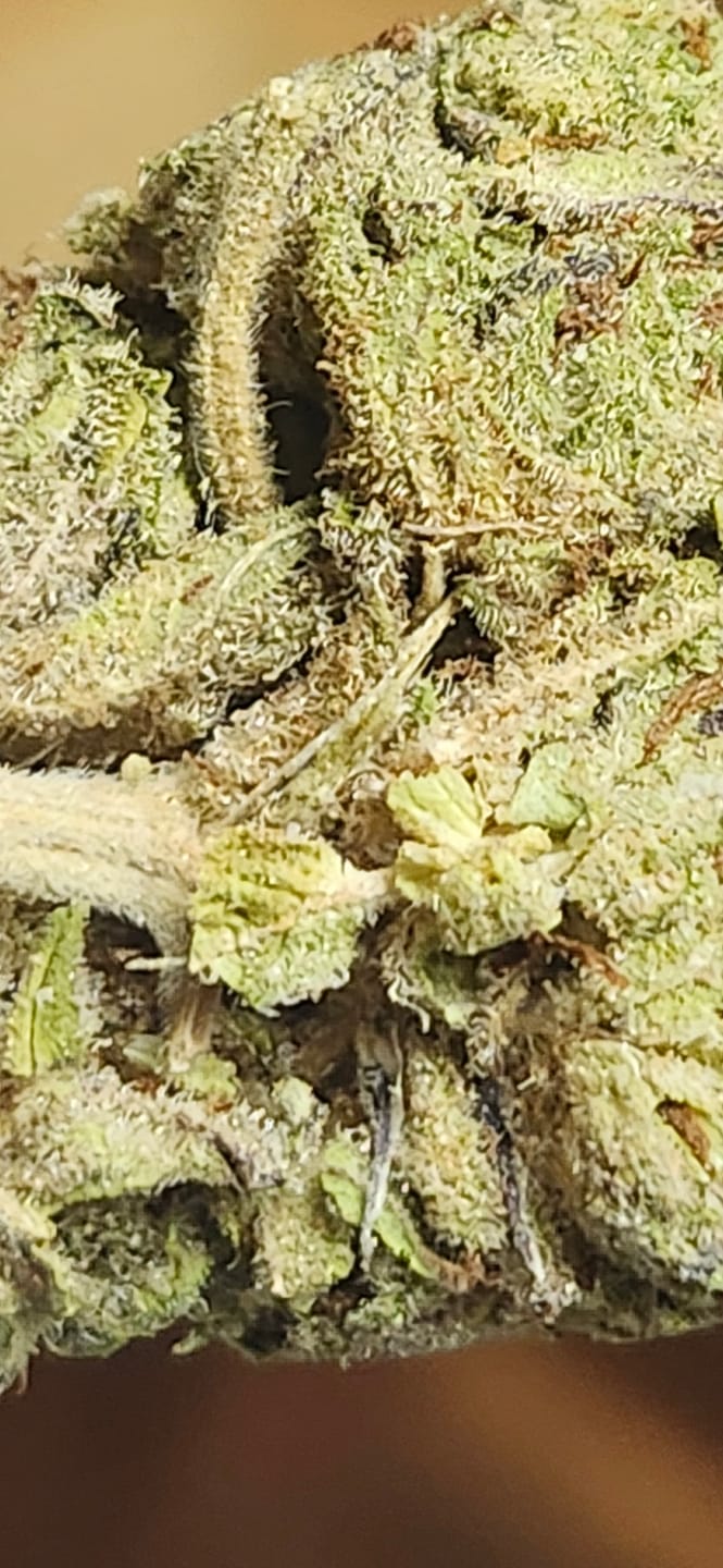 Customer photo review of Blue Gelato THCA Flower