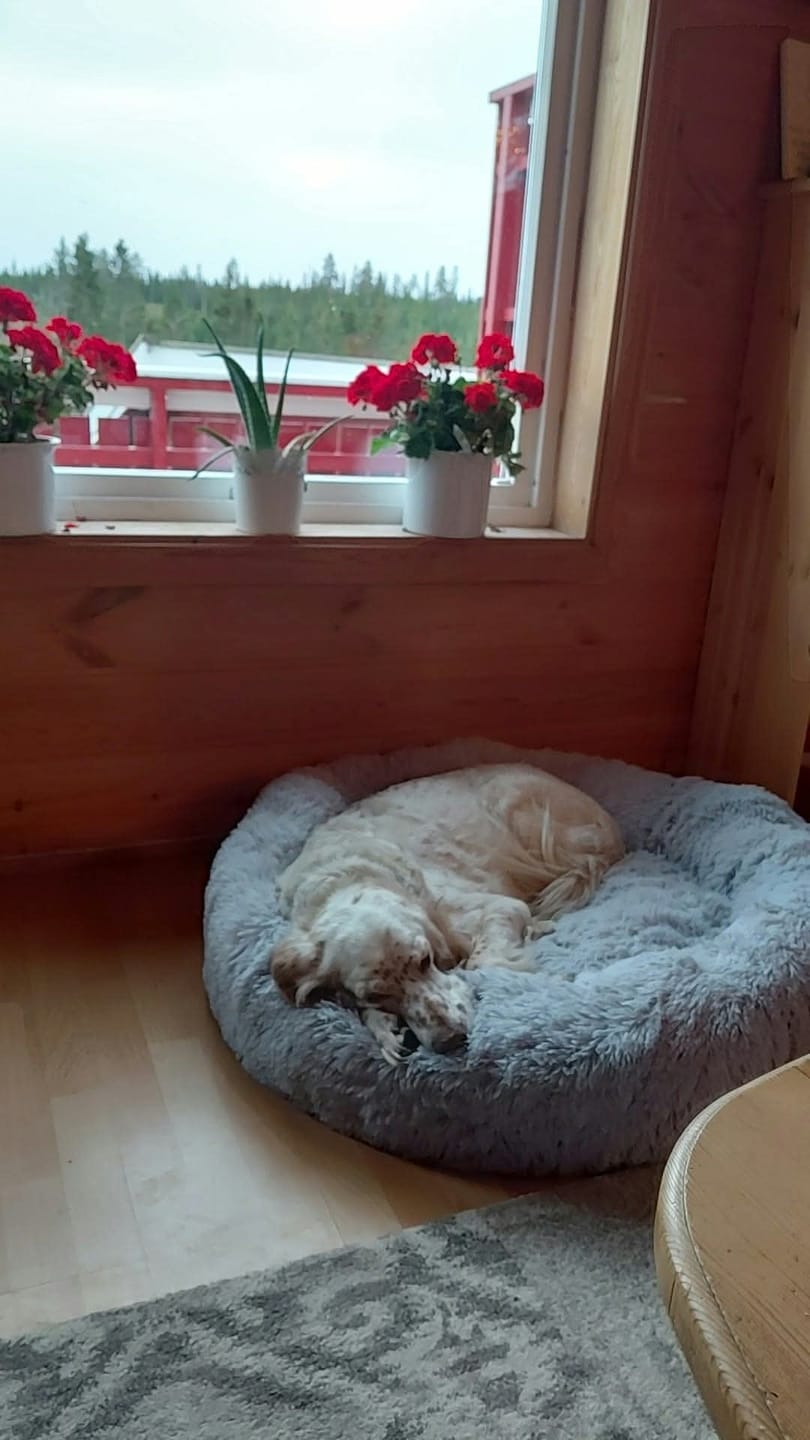 Customer photo review of CalmBed - Motvirker stress & hjelper mot angst