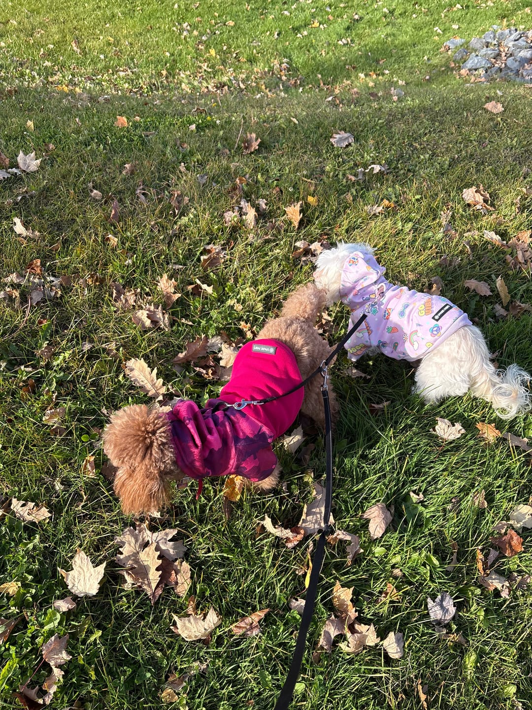 Customer photo review of Fuchsia Camo Dog Hoodie