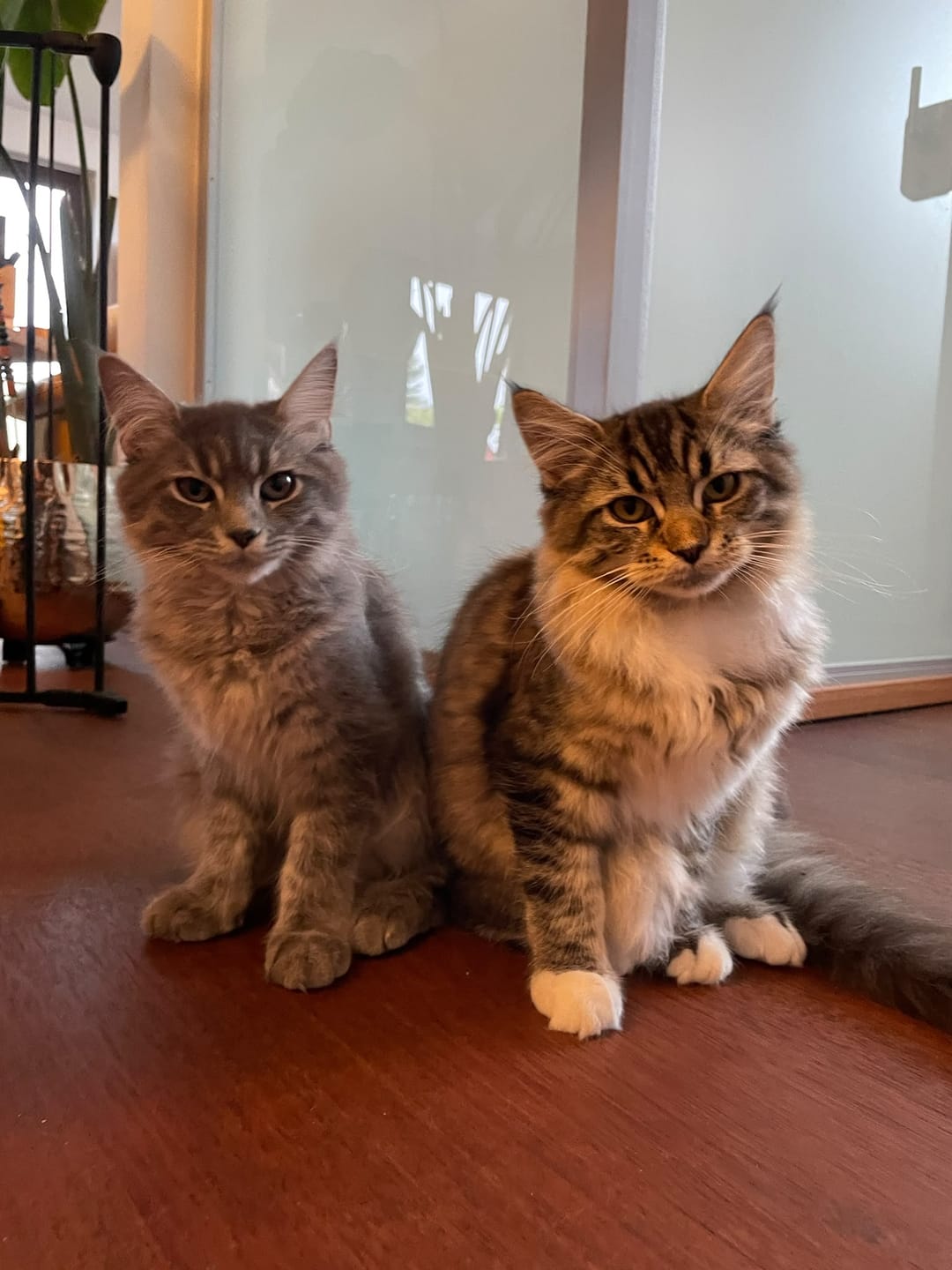 Customer photo review of Naturreines Katzenstreu