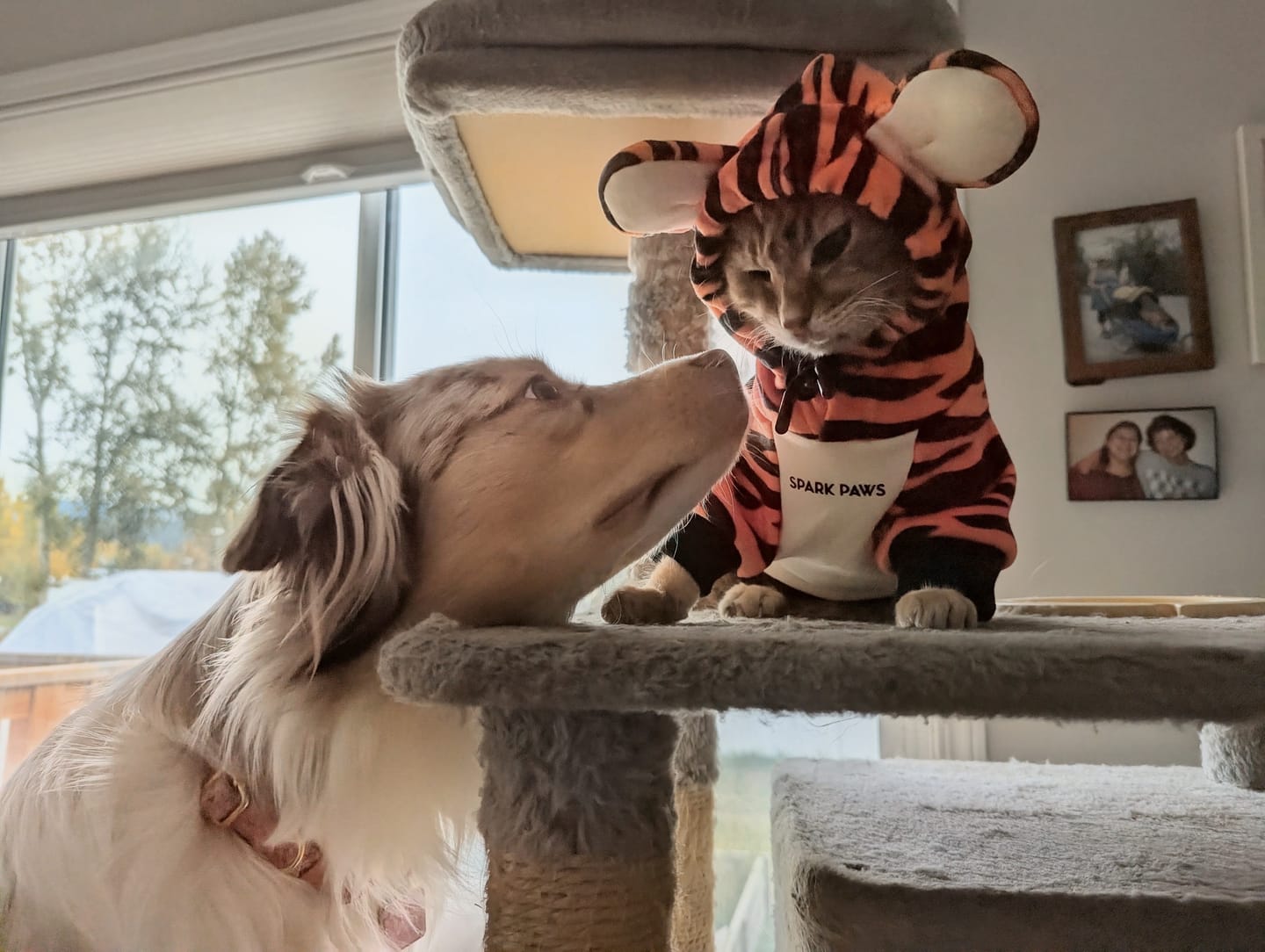 Customer photo review of Halloween Dog Hoodie - Tiger
