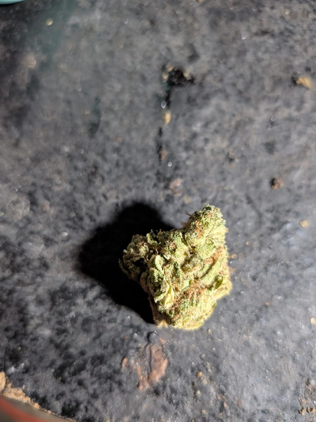 Customer photo review of Blue Gelato THCA Flower
