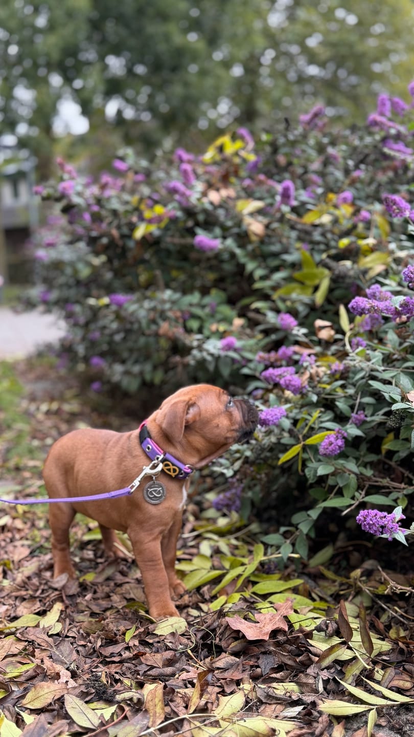 Customer photo review of Staffordshire Bull Terrier 1935® Puppy Collar & Leash Set - Purple & Neon Pink