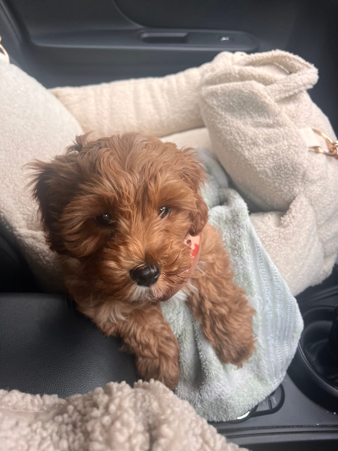 Customer photo review of Hazelnut | The Cosy Car Seat