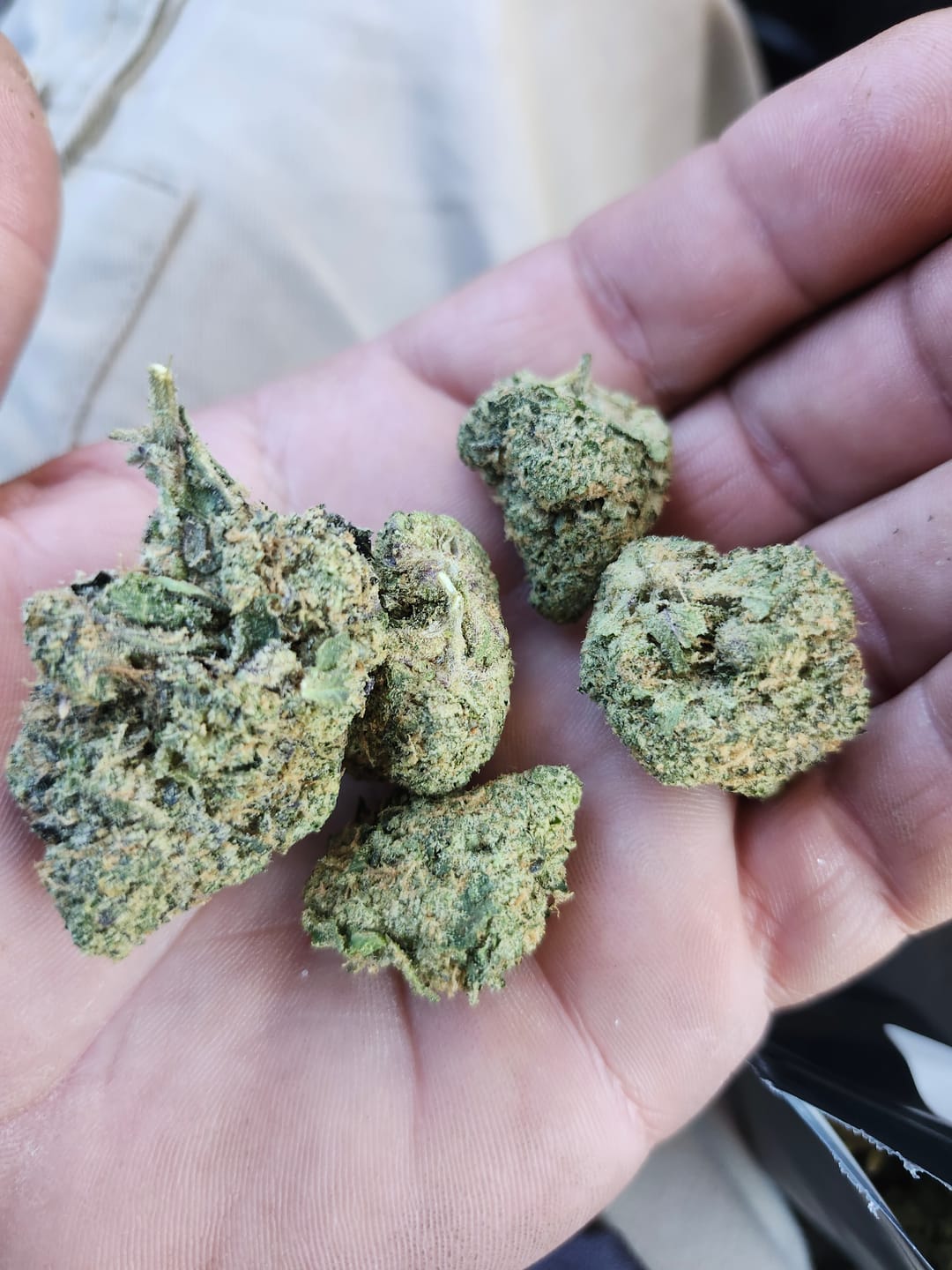 Customer photo review of Biscotti THCA Flower (Premium)
