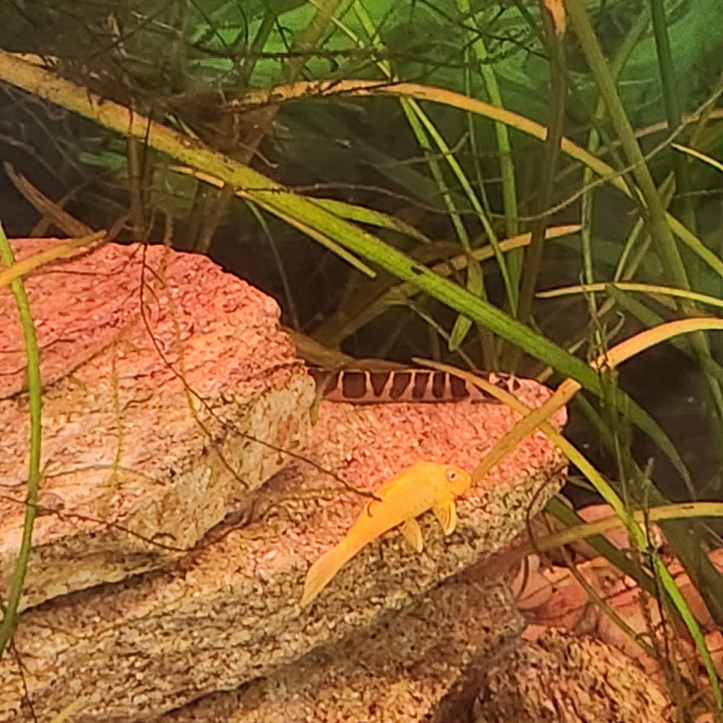 Customer photo review of Kuhli Loach (Pangio kuhlii) (Unsexed)