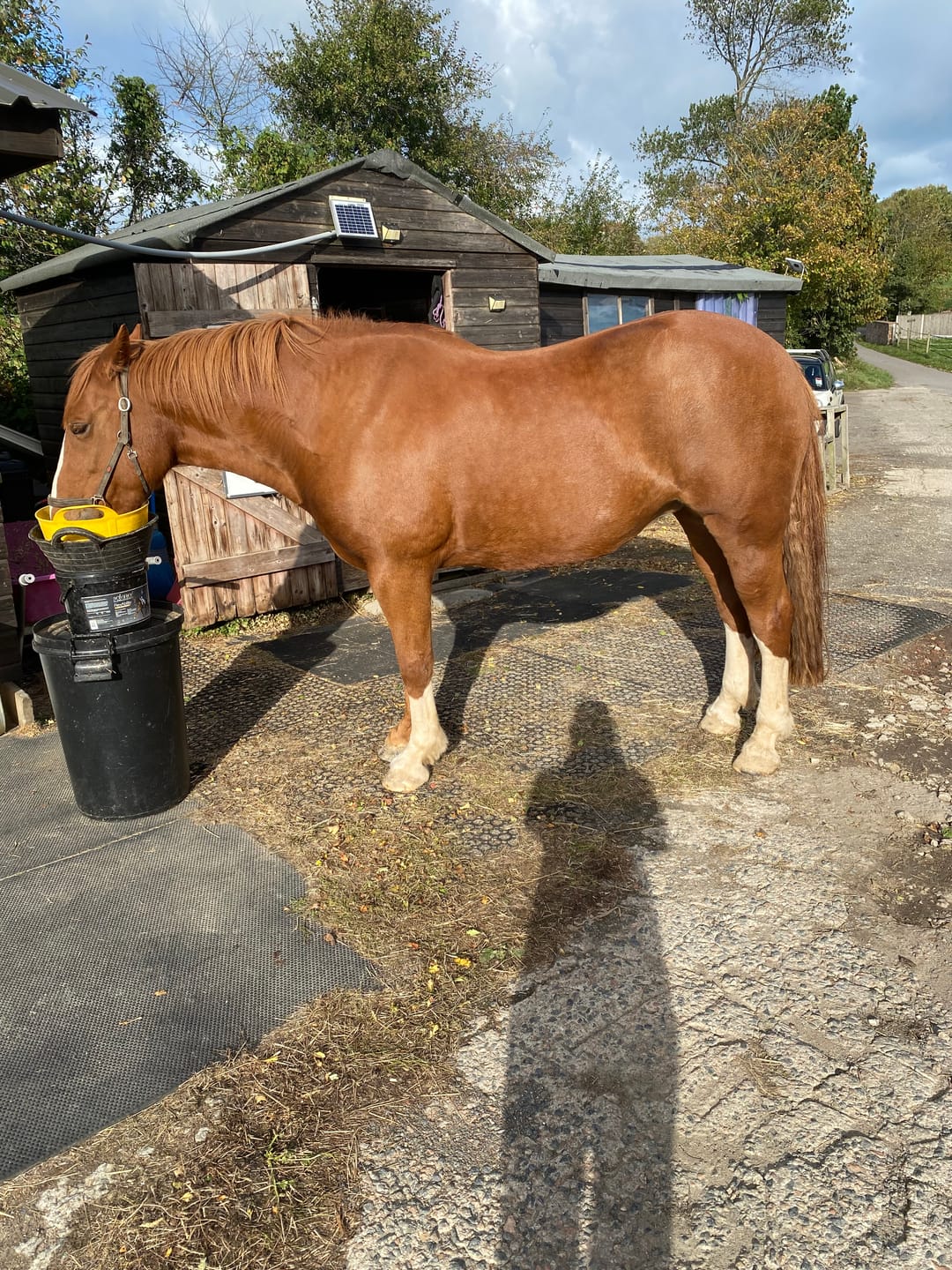 Customer photo review of Horse nutrition