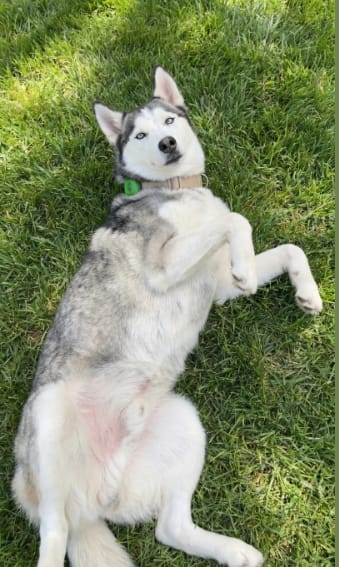 Customer photo review of PawGuardian - 12 Meses Sin Pulgas ni Garrapatas