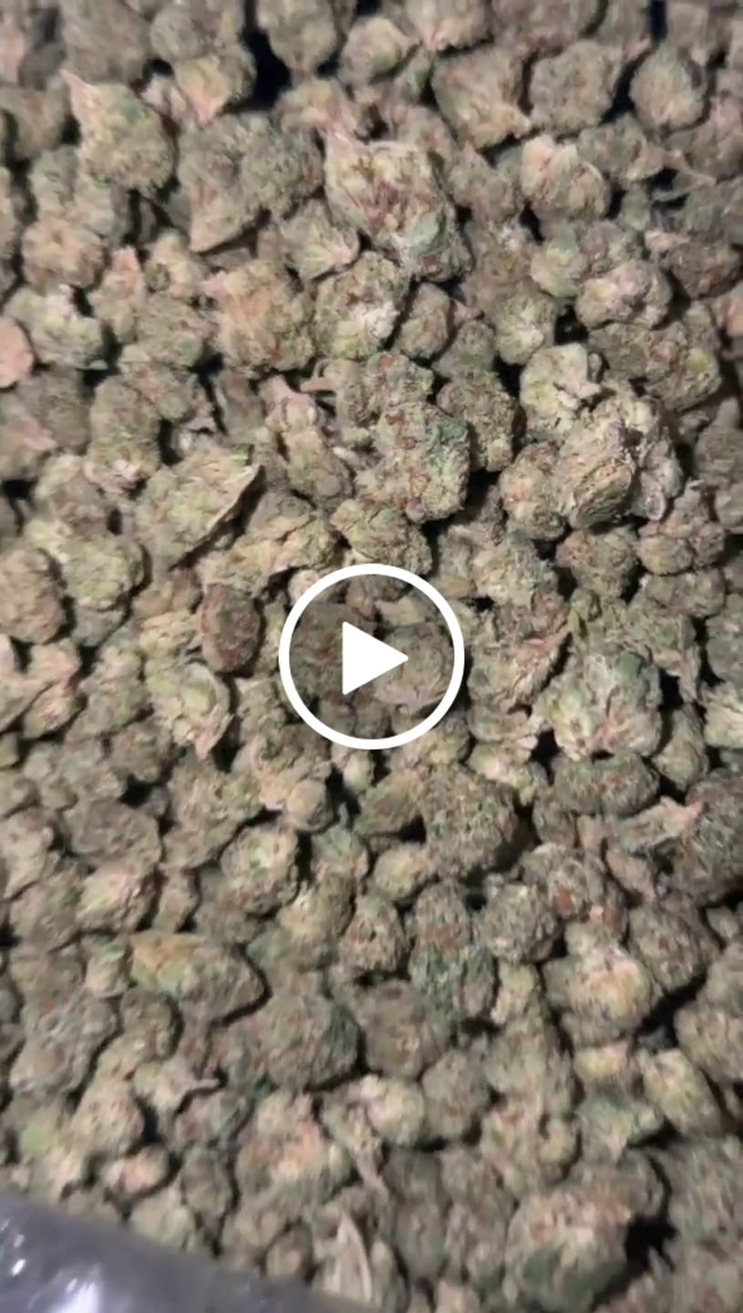 Customer video review of Glitter Bomb (Indoor Smalls) – Bulk THCA Flower 1 lb