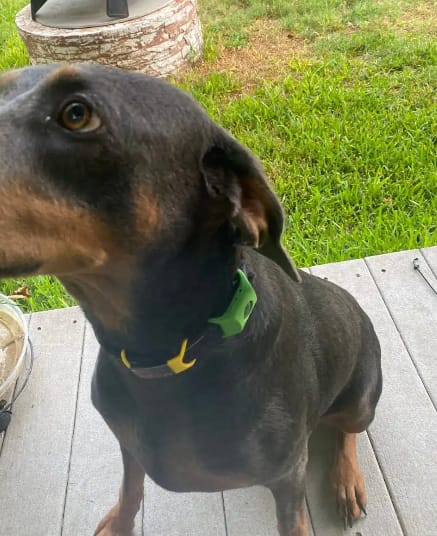 Customer photo review of PawGuardian - 12 Meses Sin Pulgas ni Garrapatas