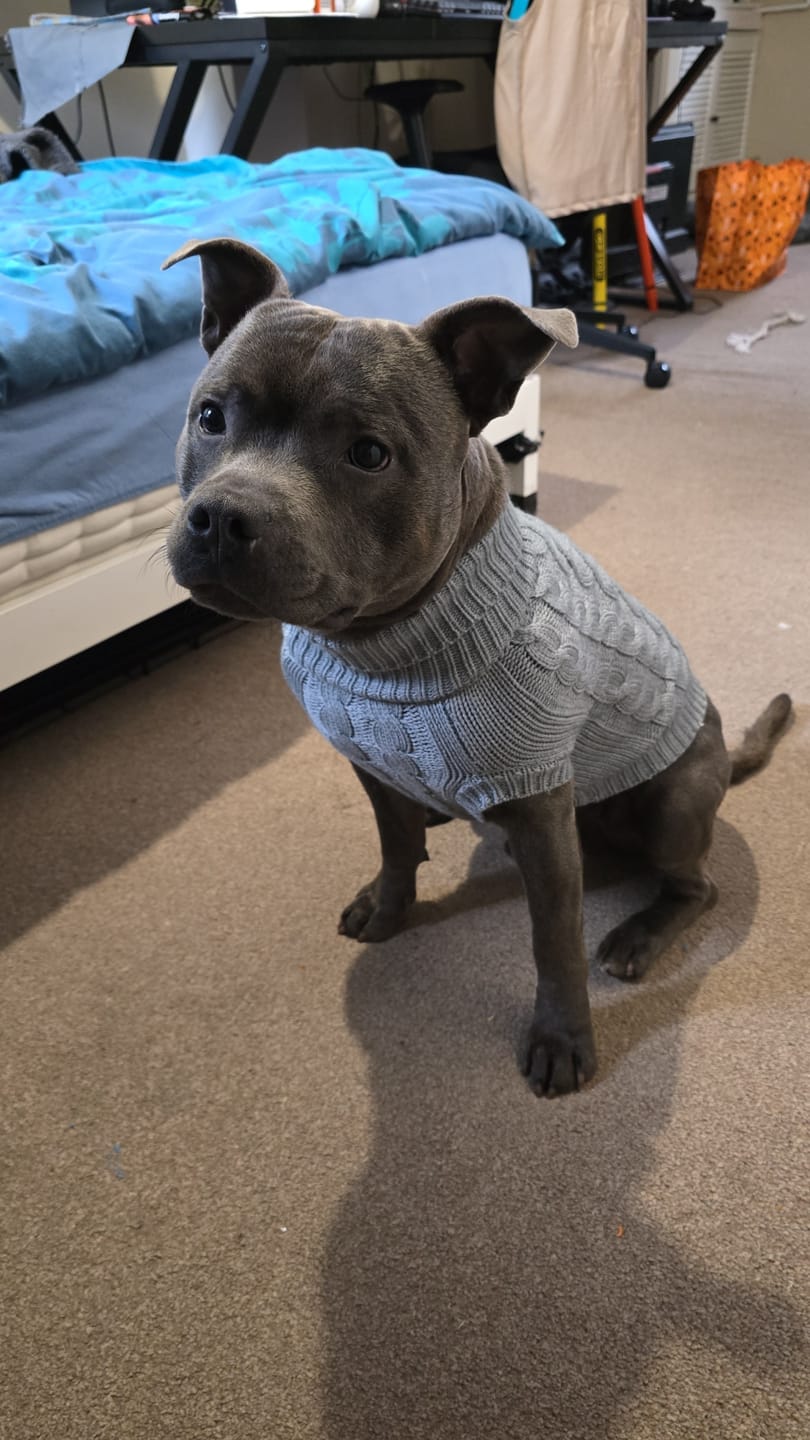 Customer photo review of Cable Knit Dog Sweaters