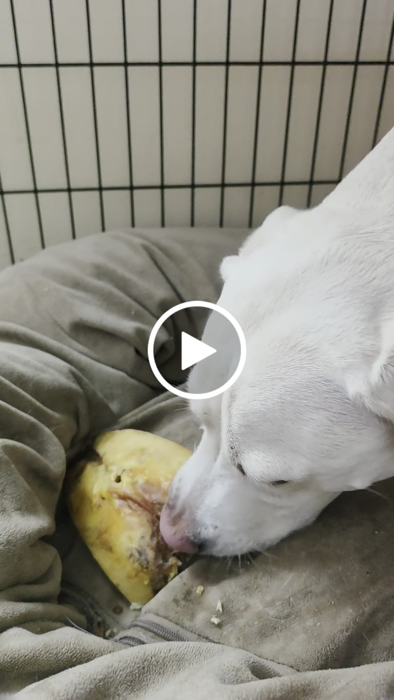 Customer video review of Chest Bone (11" x 6"x 3”): The Durable, Flavor-Packed Chew for Light and Moderate Chewers
