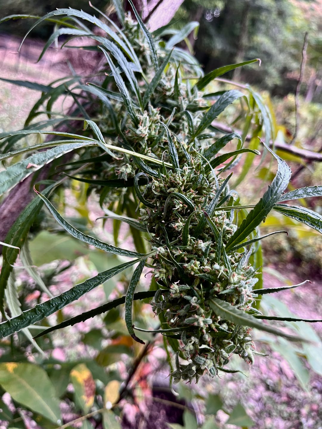 Customer photo review of Runtz THCA Flower (Budget)